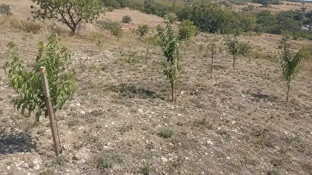 Садівництво